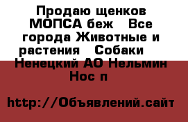 Продаю щенков МОПСА беж - Все города Животные и растения » Собаки   . Ненецкий АО,Нельмин Нос п.